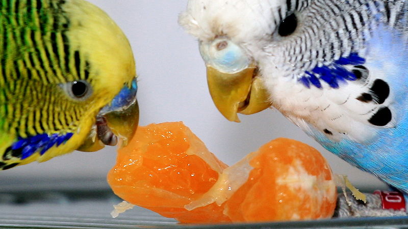 Попугаи едят