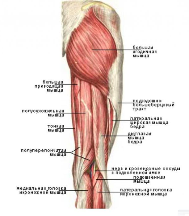 ушиб бедра