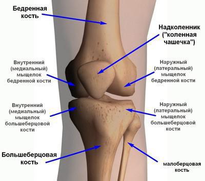 сустав бедра