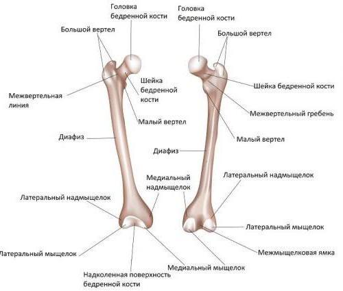  кости бедра