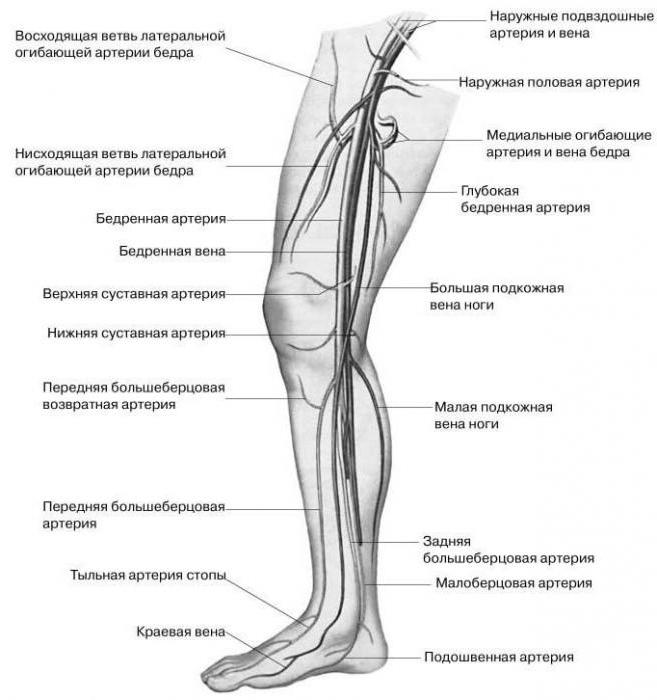 двуглавая мышца бедра