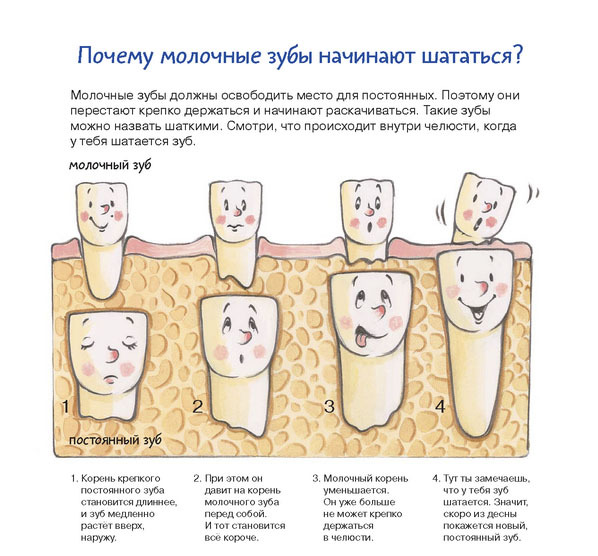 схема смены молочных зубов у детей