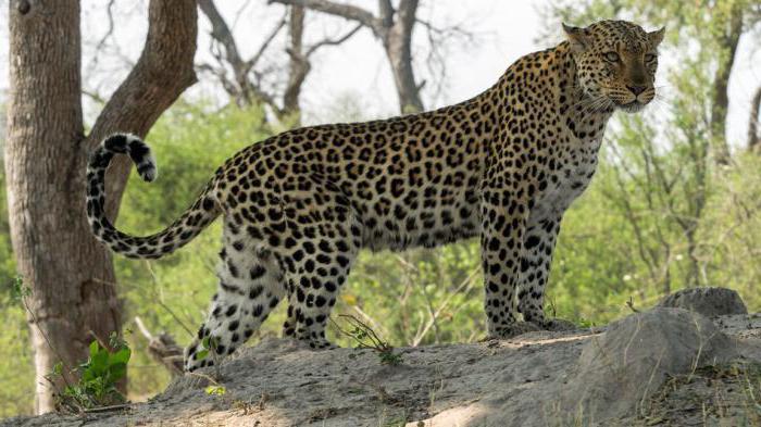 африканский леопард 