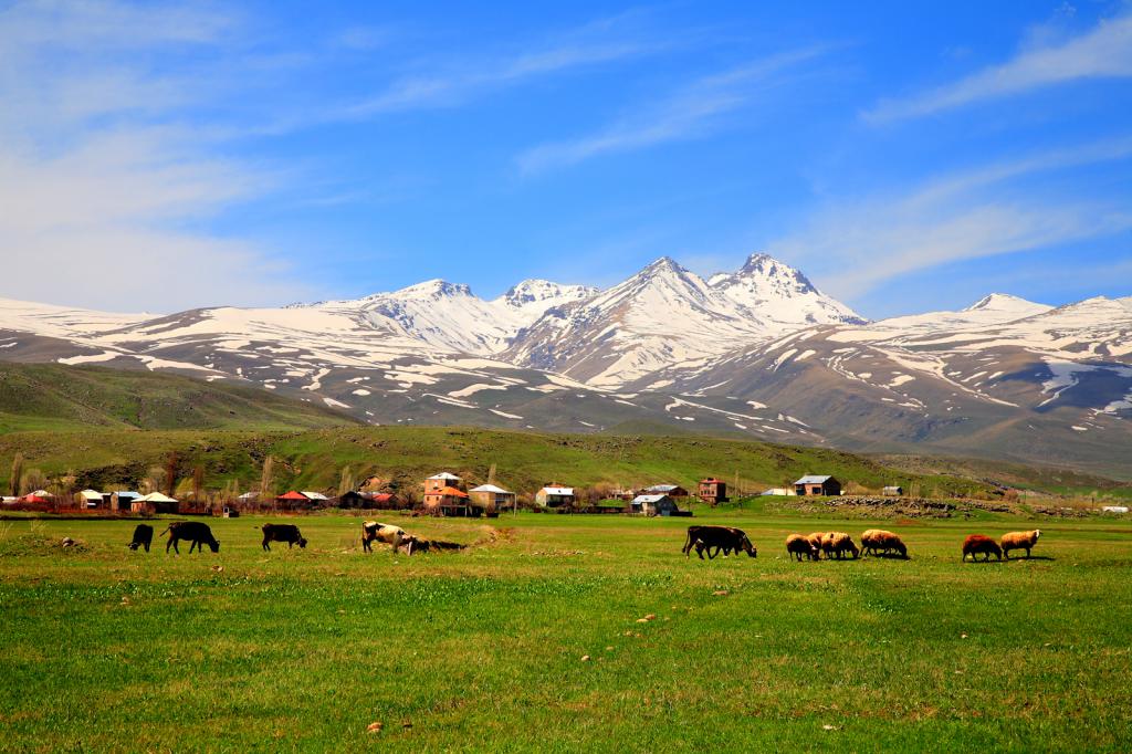пастбище в горах Армении