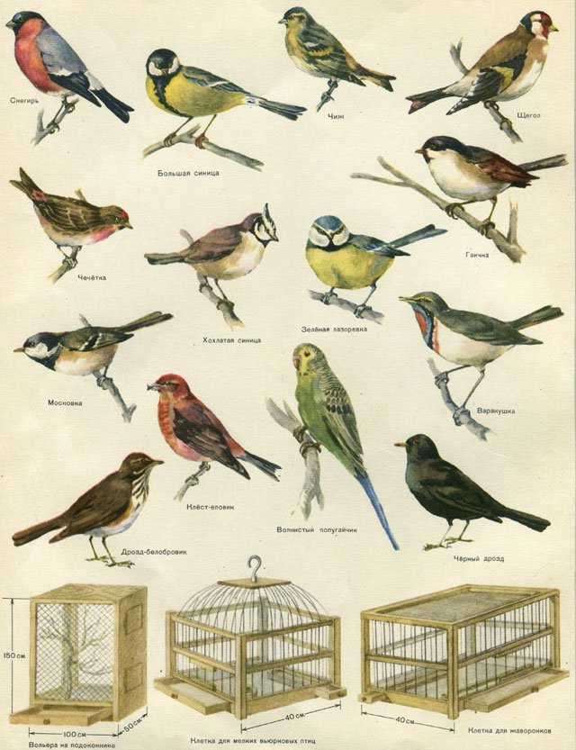 Ловля и содержание певчих птиц