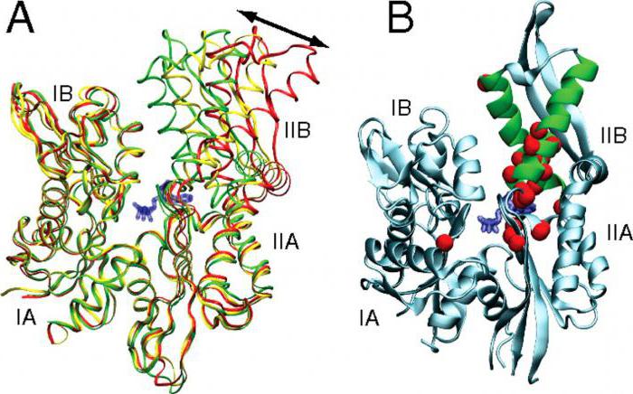 антитела к белку теплового шока хламидий
