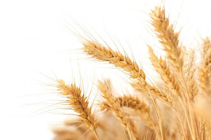 яровая пшеница виды