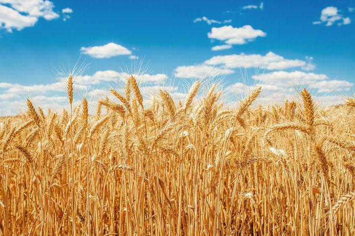 особый вид пшеницы