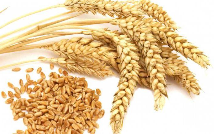 виды твердой пшеницы