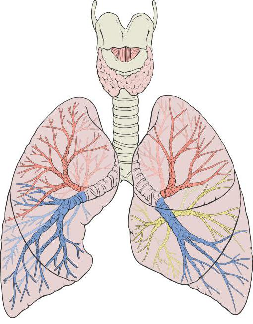 анатомия и гистология дыхательной системы
