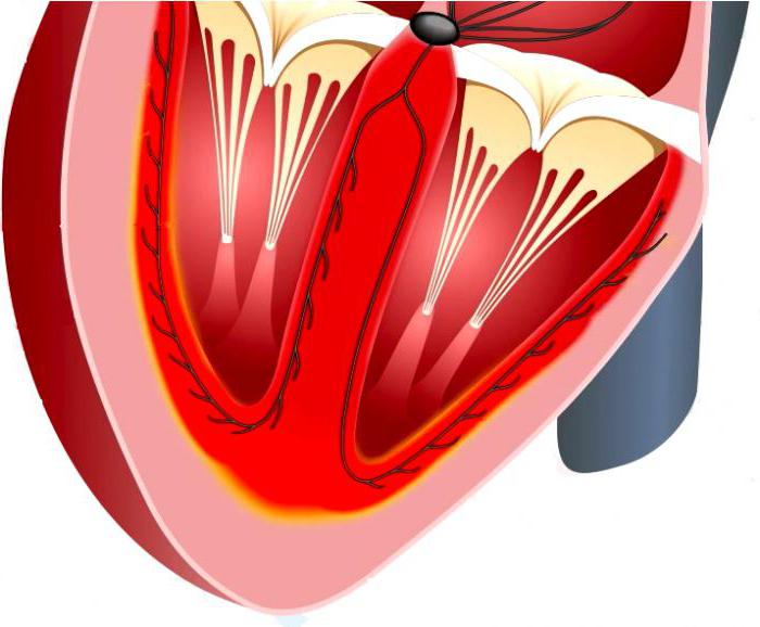 строение сердца эпикард миокард эндокард