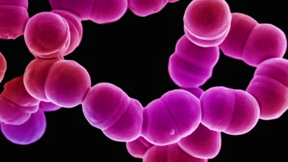 streptococcus pyogenes