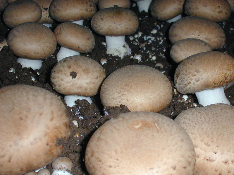 какие заболевания у грибов