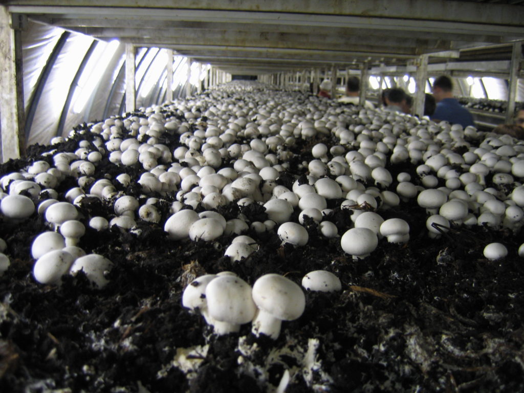 болезни белых грибов