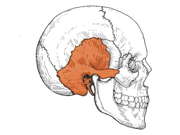 каналы височной кости