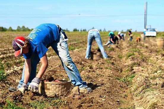 предельный продукт труда в денежном