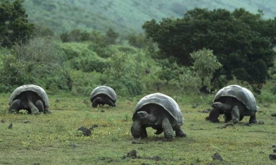 Гигантские черепахи на островах