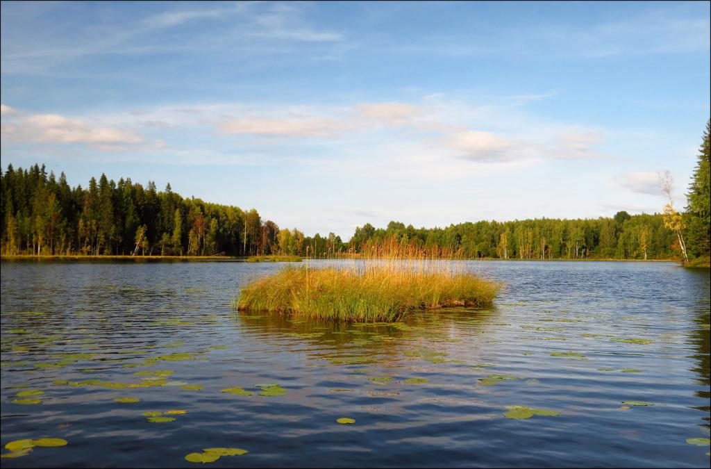ковжское озеро - растительность