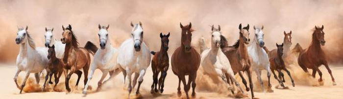 филогенетический ряд лошади относят к доказательствам эволюции [