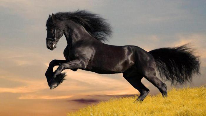 филогенетический ряд лошади относят к доказательствам эволюции [