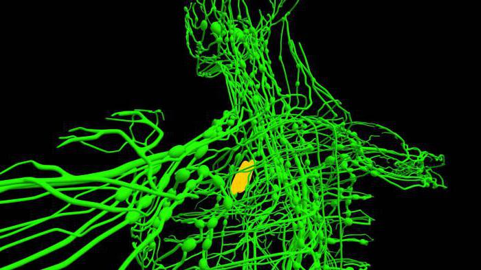 щитовидная железа регионарные лимфоузлы