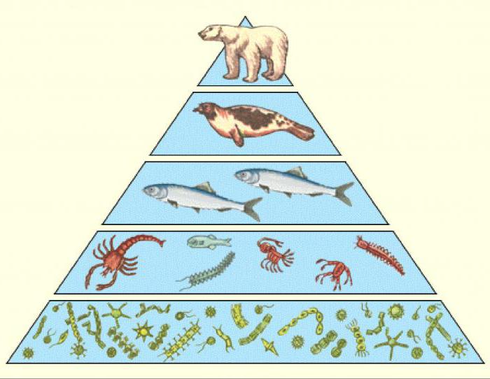 что отражают правила экологических пирамид 