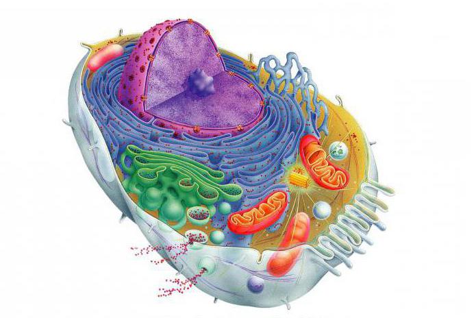 биологическая роль мембранных белков