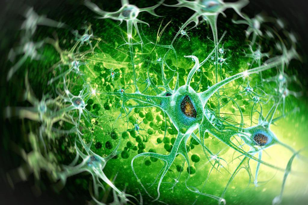чувствительные нейроны спинного мозга
