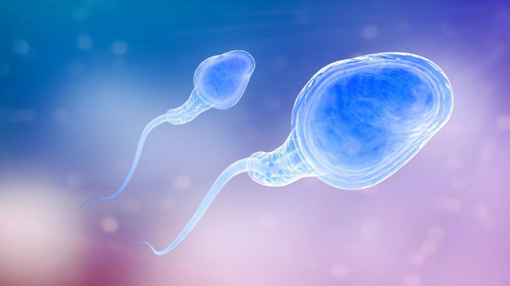 сколько живут сперматозоиды в женском организме