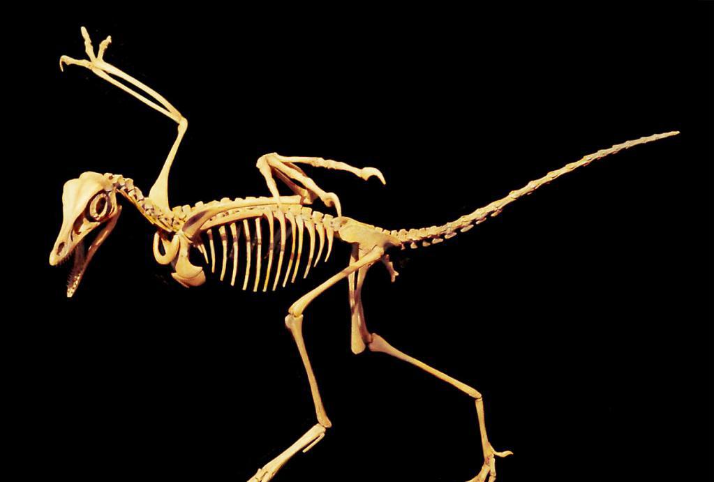 археоптерикс скелет