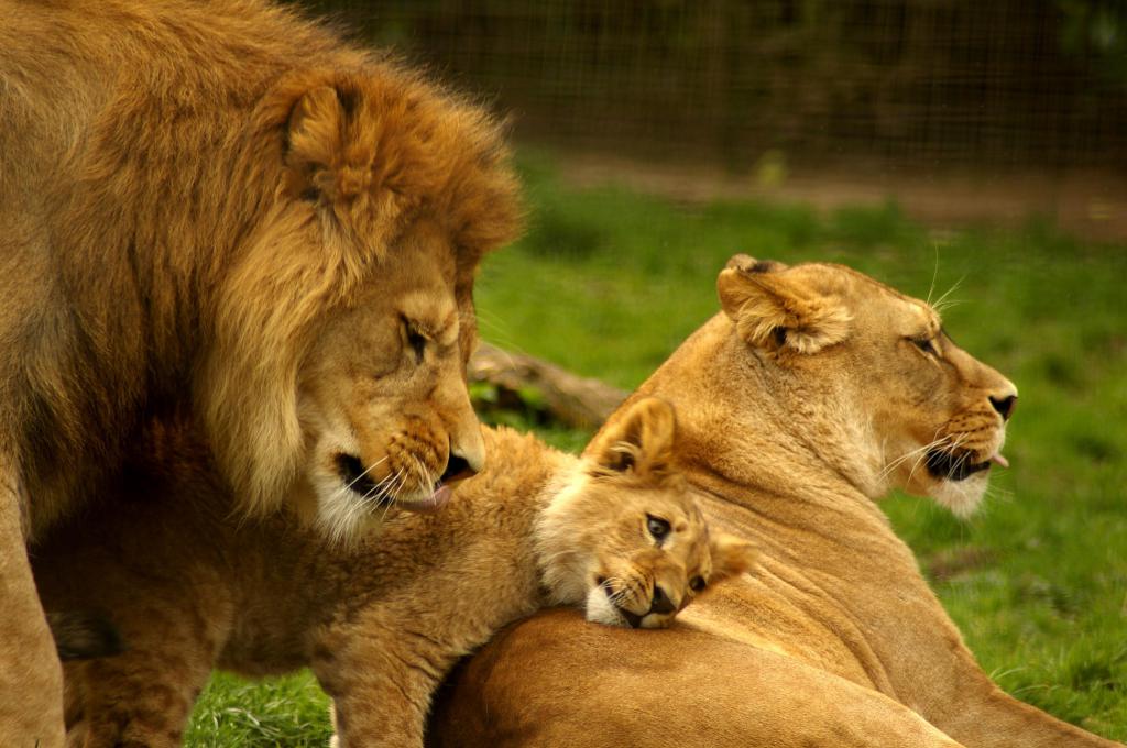 Среда обитания льва в Африке