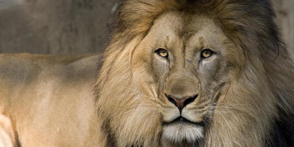 Лев – черты приспособленности к среде обитания
