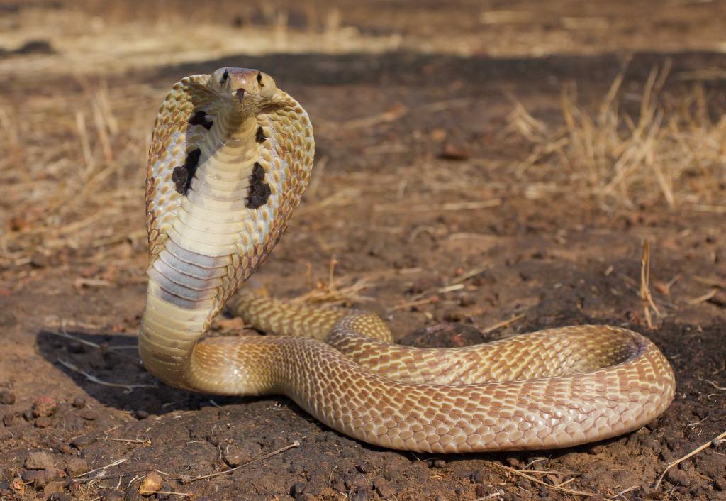 ядовитая африканская змея кобра