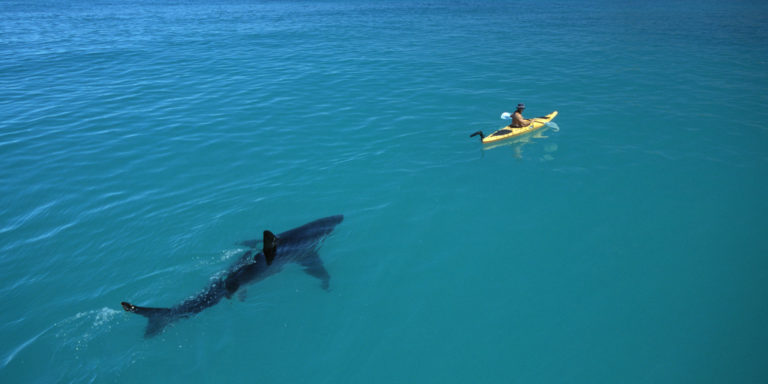 девушка спасается от акулы