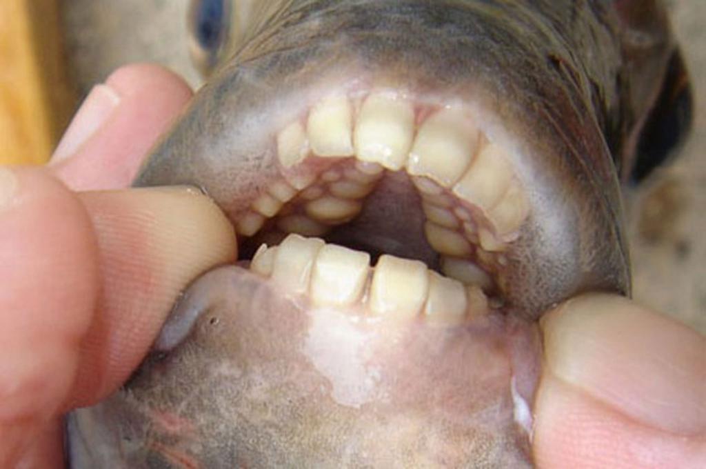 зубы рыба