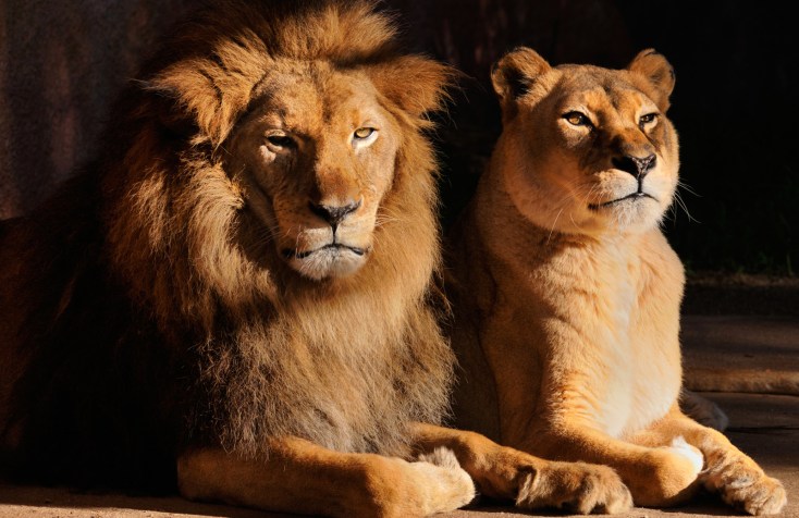 львы самка и самец
