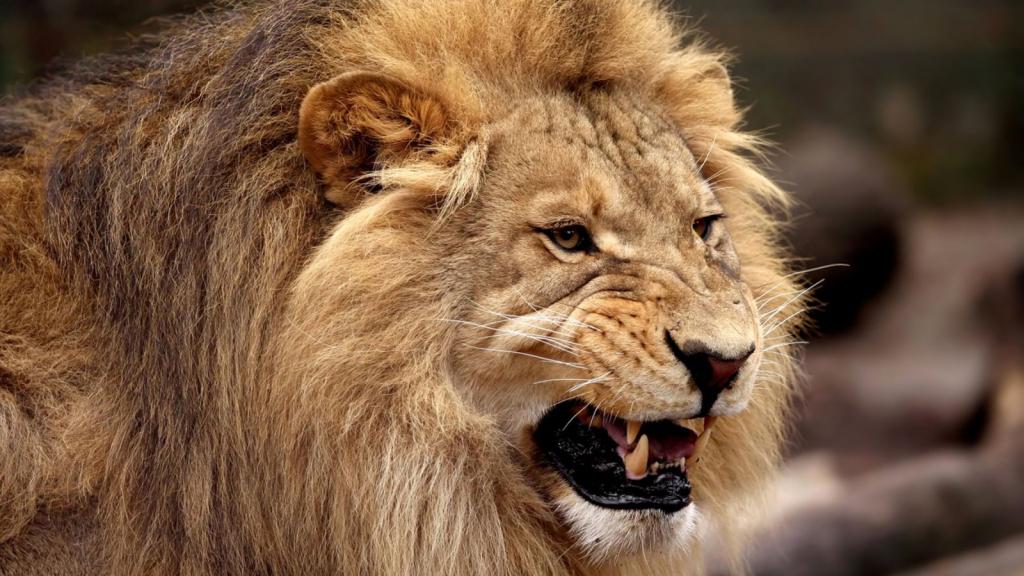 лев зубы