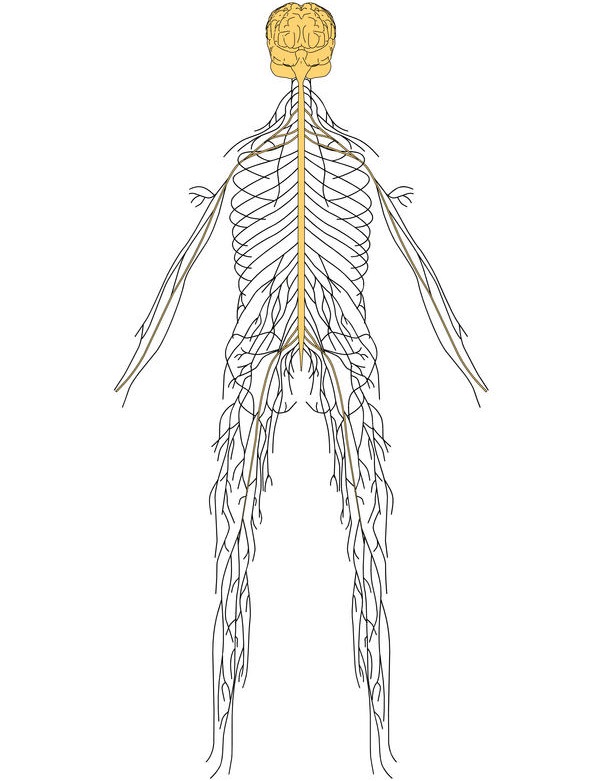 Полинейропатия нижних конечностей признаки и лечение