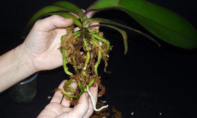 залила орхидею сгнили корни что делать