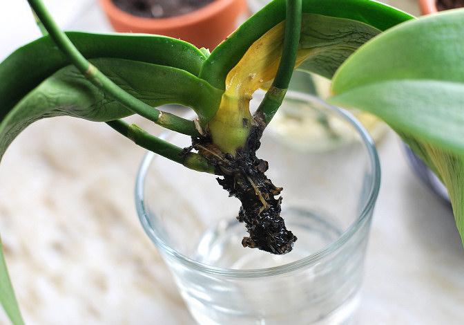 как спасти орхидею если корни сгнили