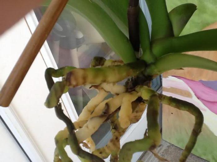 у орхидеи сгнили корни что делать фото