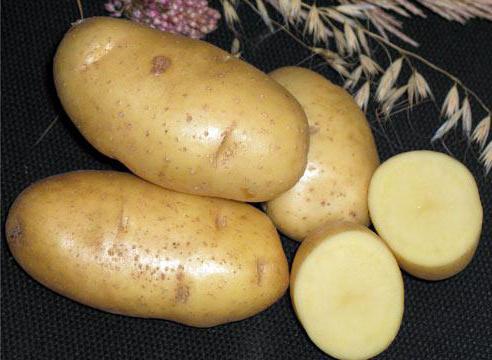 картофель каратоп описание сорта фото