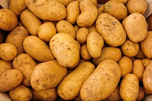 Высокая урожайность картофеля