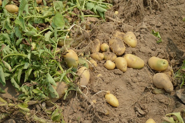 Выращивание голландского картофеля