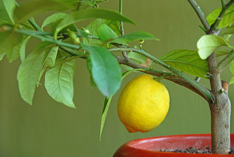 привитый лимон
