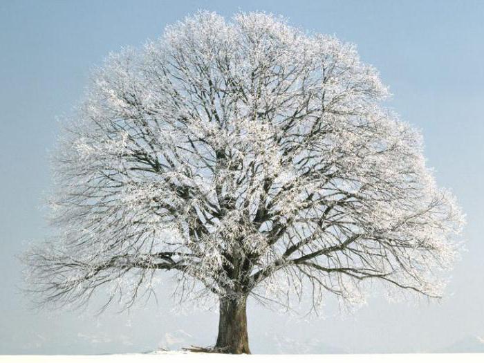 растёт ли дерево зимой почему