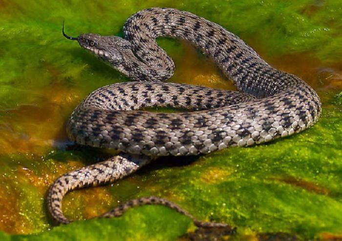 змеи в азовском море ейск