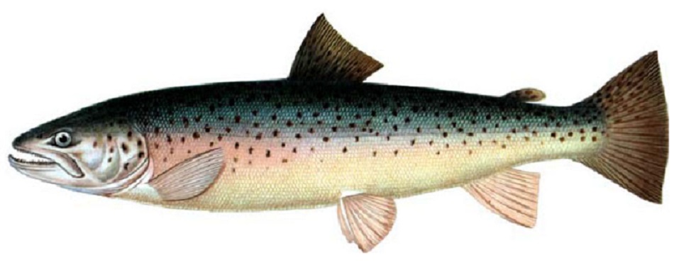 черноморский лосось рыбалка
