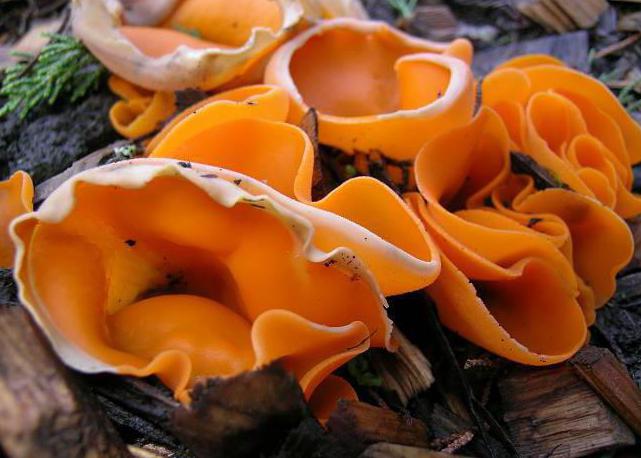 маленькие оранжевые грибы
