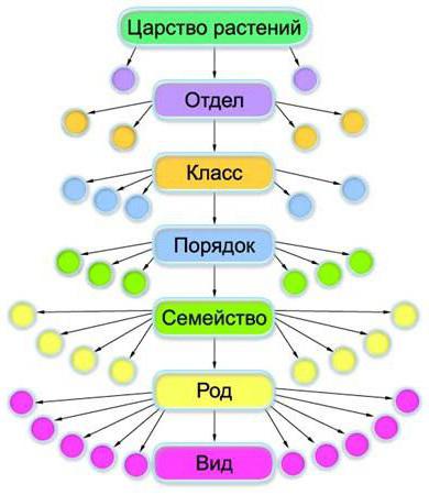 что изучает систематика животных